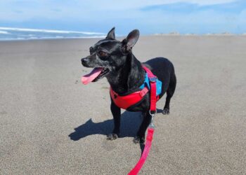 Culminan curso de Introducción al Bienestar Animal