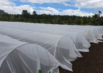 Macrotúneles: sistemas innovadores que optimizan la agricultura