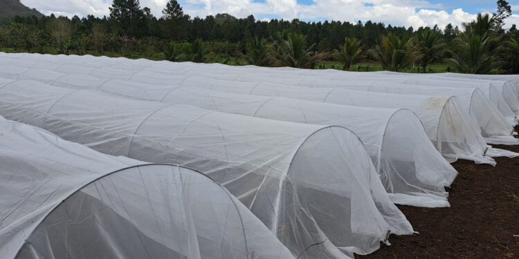 Macrotúneles: sistemas innovadores que optimizan la agricultura