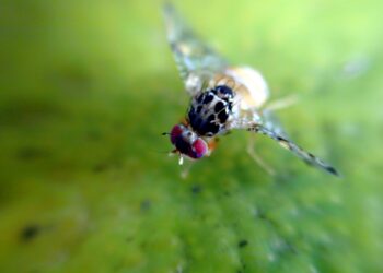 Acciones para frenar la propagación de la mosca del Mediterráneo