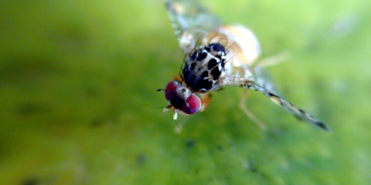 Acciones para frenar la propagación de la mosca del Mediterráneo