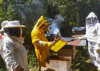Apicultores son asistidos en Petén para aumentar y mejorar la producción