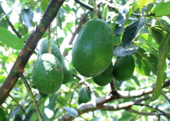 Aprenda cuándo se debe sembrar el aguacate