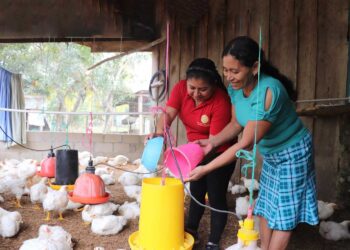 Avicultores aprenden manejo profiláctico de pollos de engorde