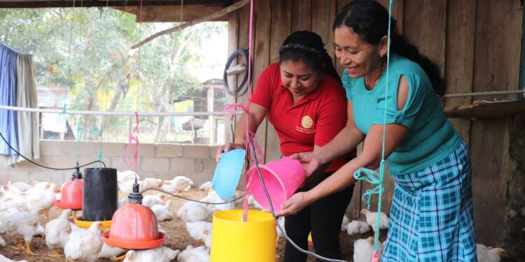 Avicultores aprenden manejo profiláctico de pollos de engorde
