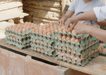 Avicultores son capacitados para mejorar producción en Petén