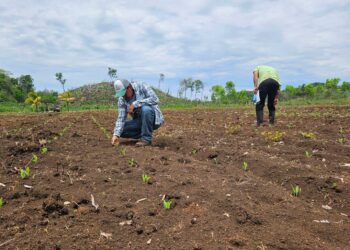 Brindan asistencia para siembra de maíz