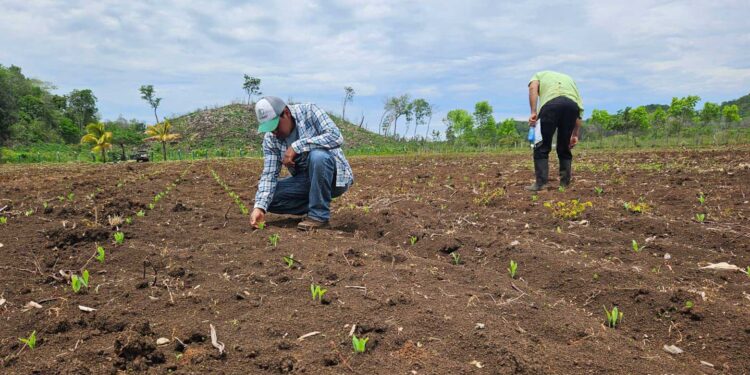 Brindan asistencia para siembra de maíz