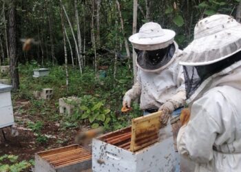 Buscan incrementar producción de miel