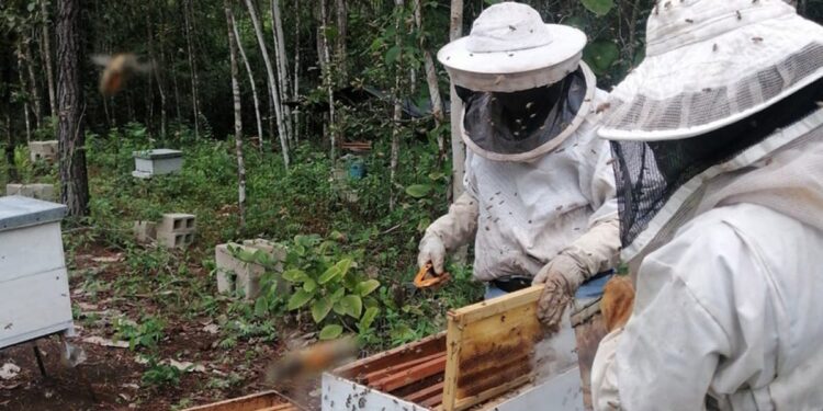 Buscan incrementar producción de miel