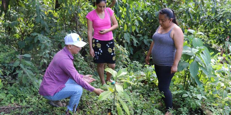 Capacitan a productores para mejorar producción de cacao