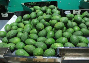 Conozca las características de las variedades de aguacate guatemalteco