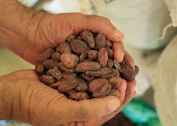 Convocatoria a participar en el concurso nacional de la calidad del cacao y el chocolate