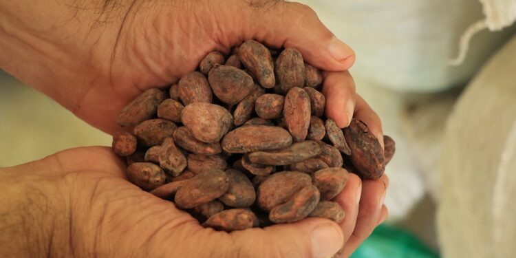 Convocatoria a participar en el concurso nacional de la calidad del cacao y el chocolate