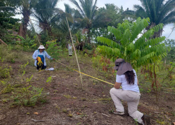 Elaboran Planes de Manejo Forestal para silvicultores de Petén
