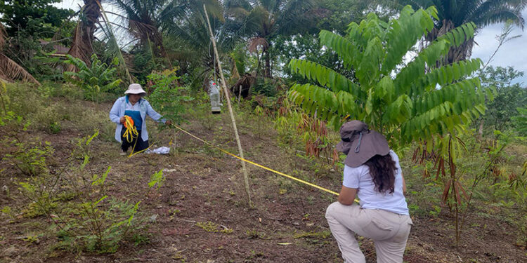 Elaboran Planes de Manejo Forestal para silvicultores de Petén