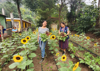 Emprendimiento de girasoles