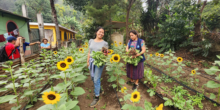 Emprendimiento de girasoles