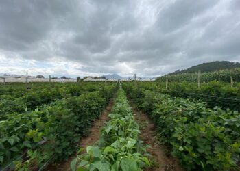 Fin de semana lluvioso: tome en cuenta las recomendaciones para el sector agropecuario
