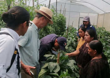 Fortalecen producción orgánica de hortalizas