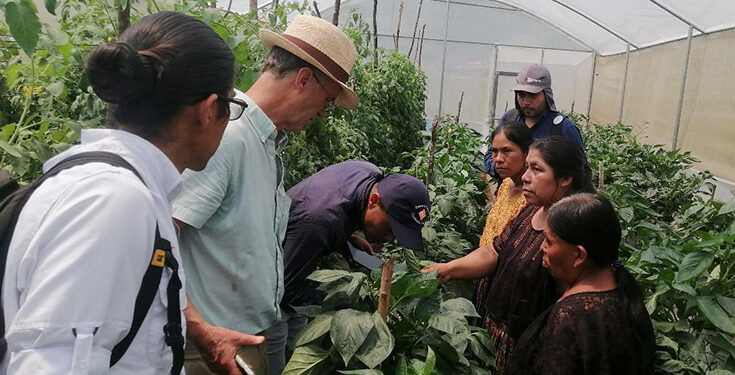 Fortalecen producción orgánica de hortalizas