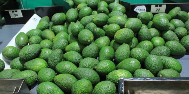 Importancia de la producción de aguacate