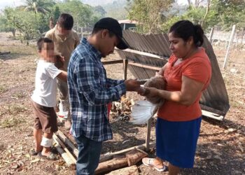 Impulsan salud aviar con vacunación en Petén