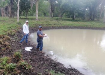 Incentivan producción de tilapia en Santa Ana, Petén