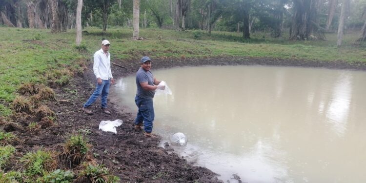 Incentivan producción de tilapia en Santa Ana, Petén