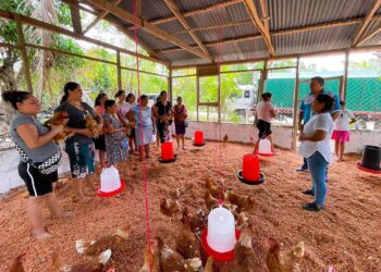 Mujeres construyen galpón para gallinas de postura