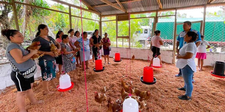 Mujeres construyen galpón para gallinas de postura