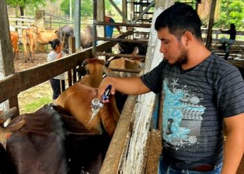 Previenen rabia bovina