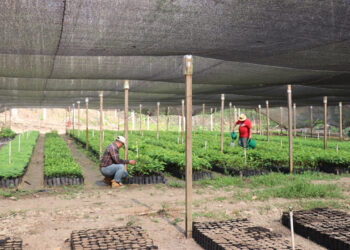 Producirán 450 mil plantas forestales para recuperar bosques de Petén