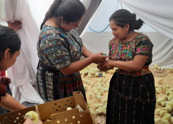 Productoras capacitadas para crianza y venta de pollos