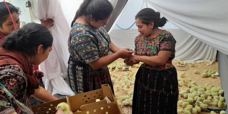 Productoras capacitadas para crianza y venta de pollos