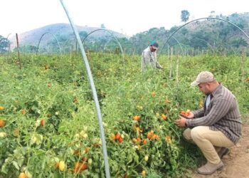 Promueven macro túneles y huertos familiares en Melchor de Mencos