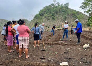 Promueven parcelas demostrativas en Poptún