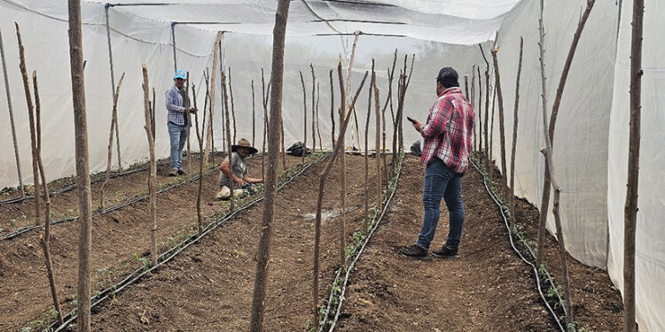 Promueven uso de fertirriego y macrotúneles en producción de tomate