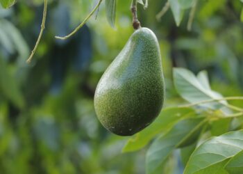 ¿Qué hace al aguacate especial?