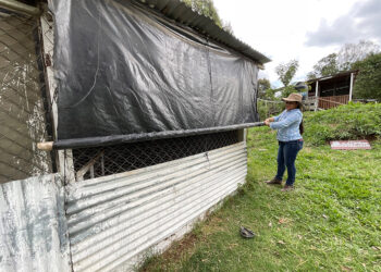 Recomendaciones por las lluvias a los sectores agrícola y pecuario