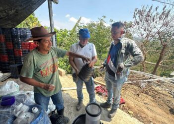 Riego por goteo beneficiará producción de ejote francés