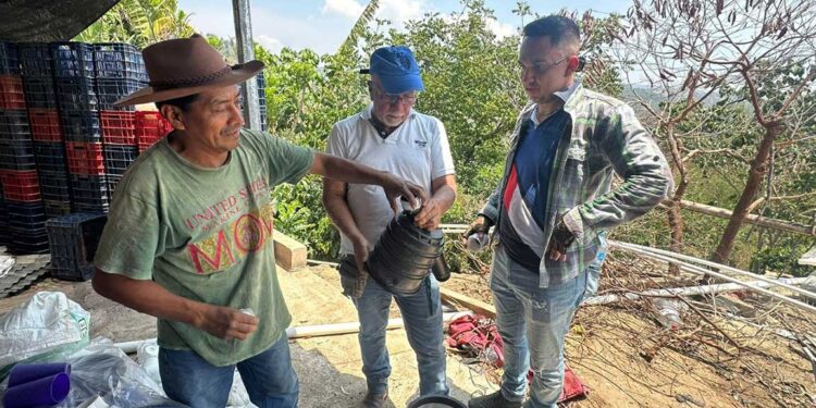 Riego por goteo beneficiará producción de ejote francés