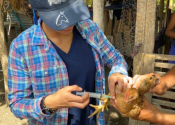 Vacunan aves de traspatio y a porcinos