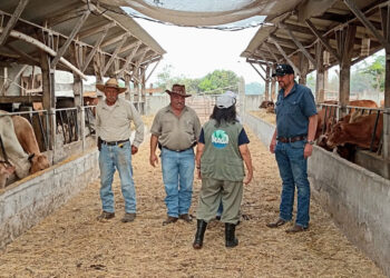 Velan por el bienestar y calidad de distintas razas de ganado
