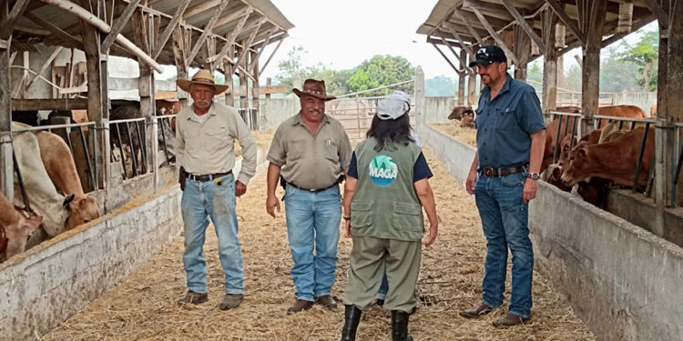 Velan por el bienestar y calidad de distintas razas de ganado
