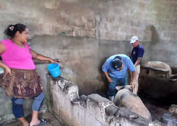 Velan por la salud del patrimonio porcino