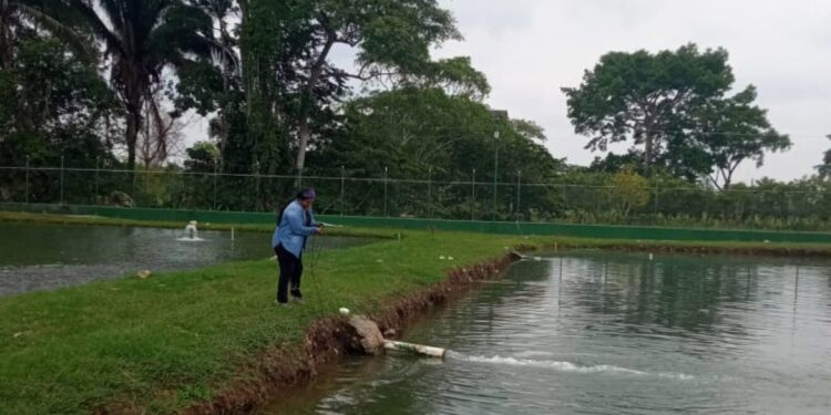 Brindan asistencia para producción de tilapia en San Luis, Petén