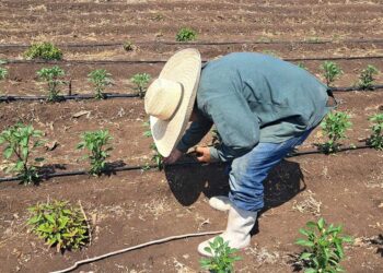 En Petén brindan capacitaciones de plan de fertilización