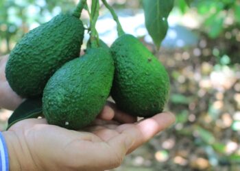 Conozca las condiciones óptimas para el buen cultivo del aguacate