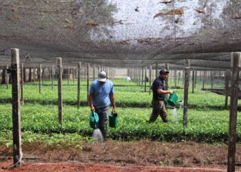 Impulsan gestión sostenible de los recursos naturales en Petén